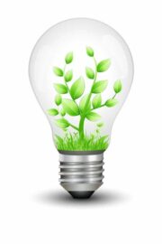Light bulb with a green tree inside it