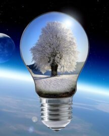 picture of a light bulb with a snow covered tree inside