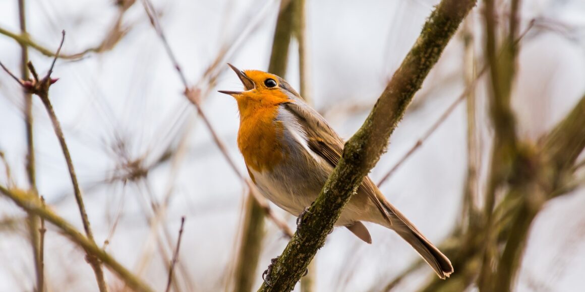 Robin Singing in a tree